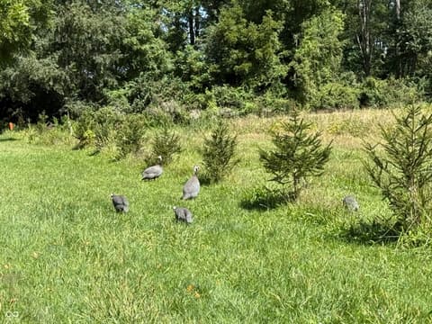 Yard at 2710 E State Road 32, Crawfordsville, IN