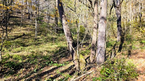 Photo of 8273 E State Road 56, Madison, IN