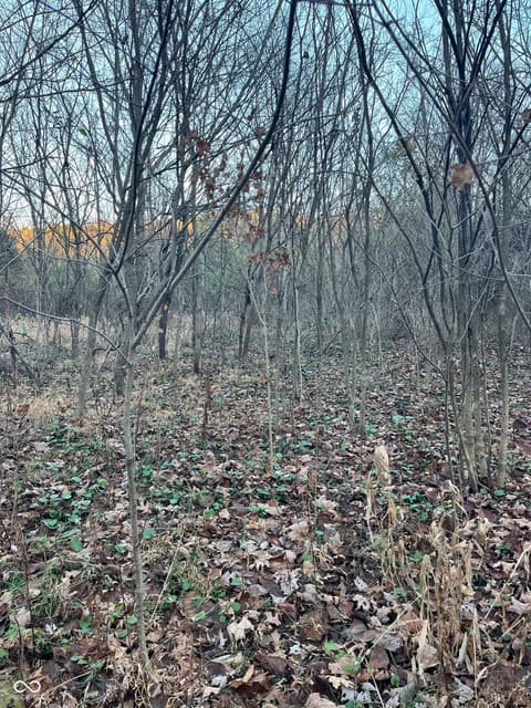 Photo of 3403 N Lino Lane, Scottsburg, IN