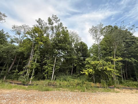 Yard at 9894 Cassia Drive, Carmel, IN — Expansive wooded lot with mature trees and open space.