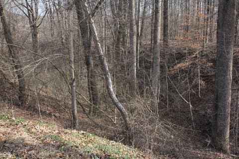 Yard at 4823 State Road 45, Nashville, IN