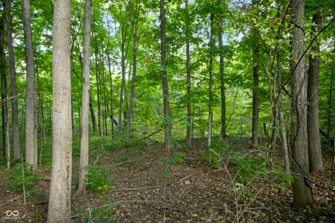Yard at 13562 Creekridge Lane, Fishers, IN — Private wooded lot with mature hardwood forest canopy.