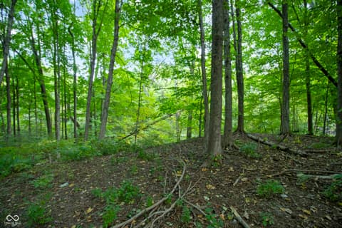 Yard at 13562 Creekridge Lane, Fishers, IN — Secluded wooded property with mature forest canopy.