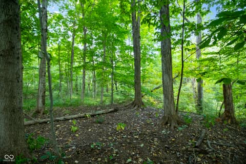 Yard at 13562 Creekridge Lane, Fishers, IN — Serene wooded property with mature hardwood forest canopy.
