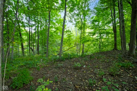 Yard at 13562 Creekridge Lane, Fishers, IN — Pristine wooded acreage with mature forest trees.
