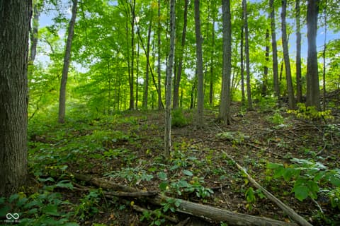 Yard at 13562 Creekridge Lane, Fishers, IN — Private wooded lot with mature hardwood forest.