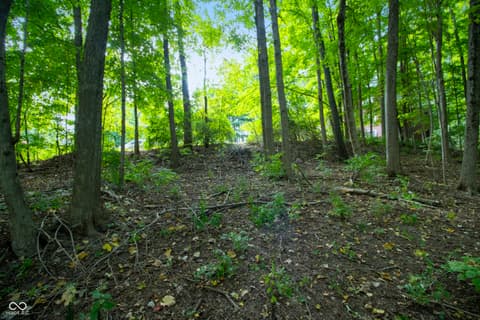 Yard at 13562 Creekridge Lane, Fishers, IN — Secluded wooded property with mature trees and privacy.