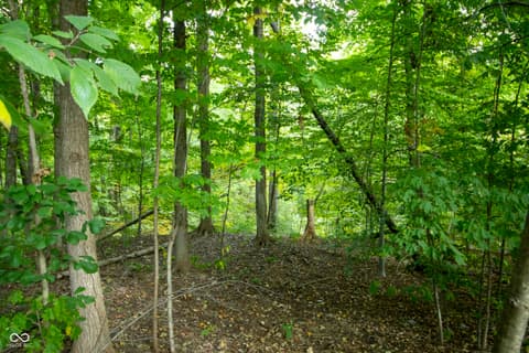 Yard at 13562 Creekridge Lane, Fishers, IN — Private wooded lot with mature forest canopy.