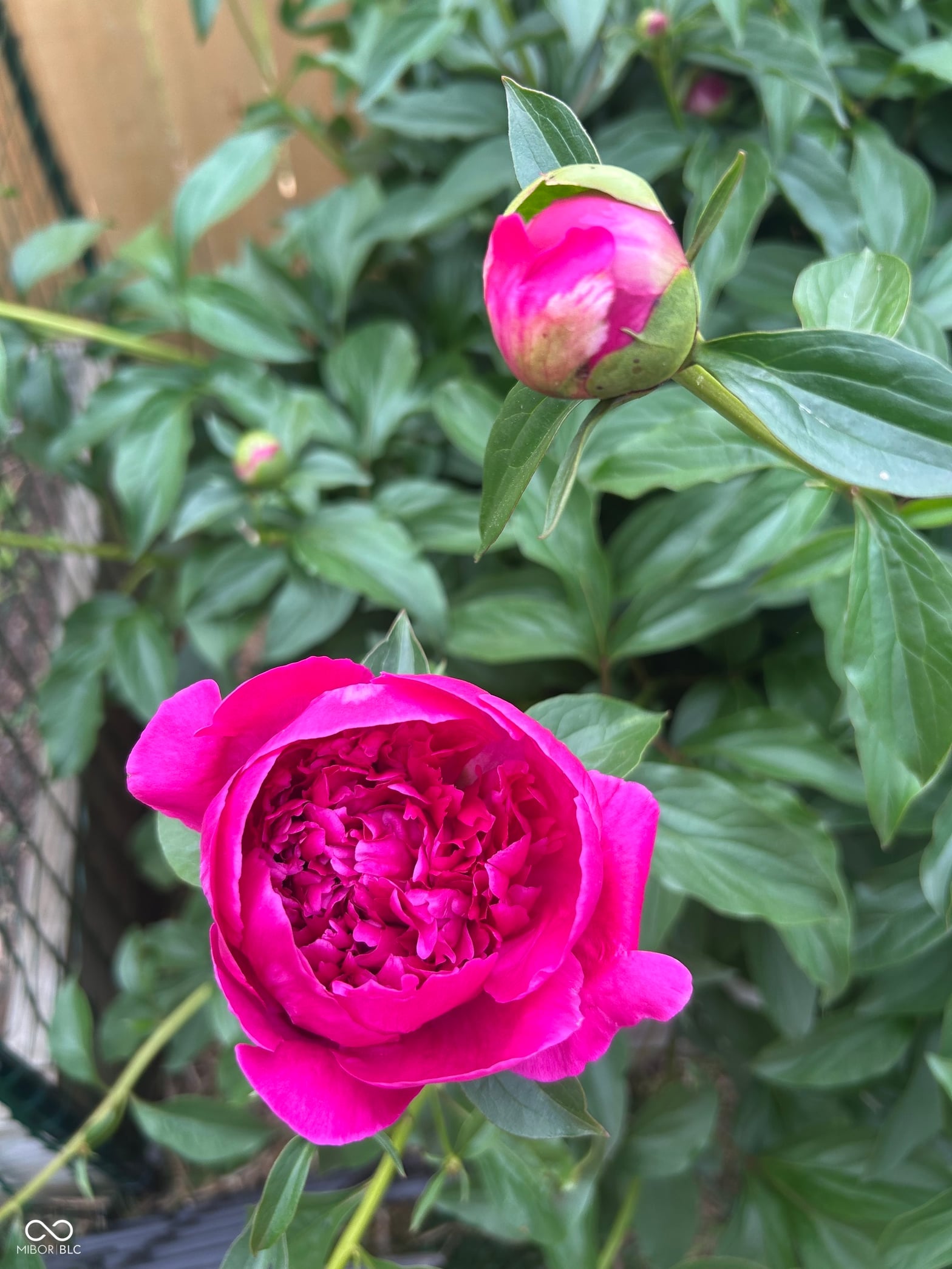 Photo 46