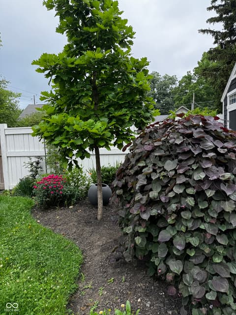 Yard at 373 E Burgess Avenue, Indianapolis, IN