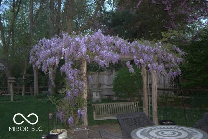 Stunning wisteria-covered pergola with mature garden setting.