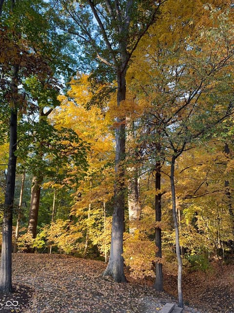 Backyard at 128 Somerset Court, Noblesville, IN