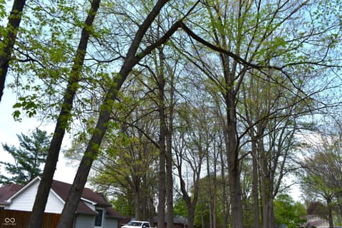 Yard at 2370 Woodland Trace, Plainfield, IN