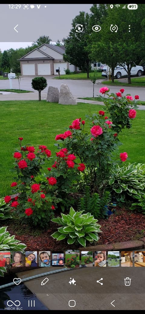 Yard at 1005 Honeysuckle Court, Mooresville, IN