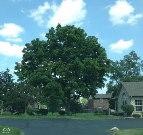 Yard at 7705 Briarstone Drive, Indianapolis, IN