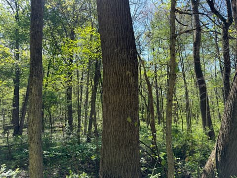 Photo of 4115 E Olive Branch Road, Bloomfield, IN