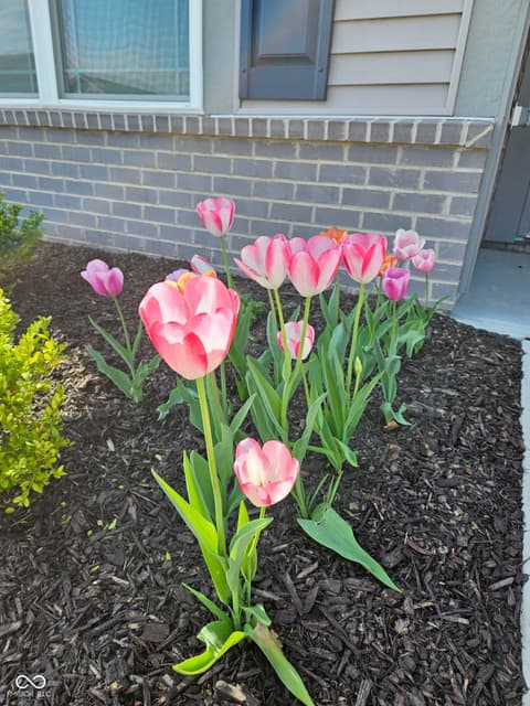 Garden — 1229 Fleming Drive, Greenfield, IN
